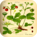 Medical plant